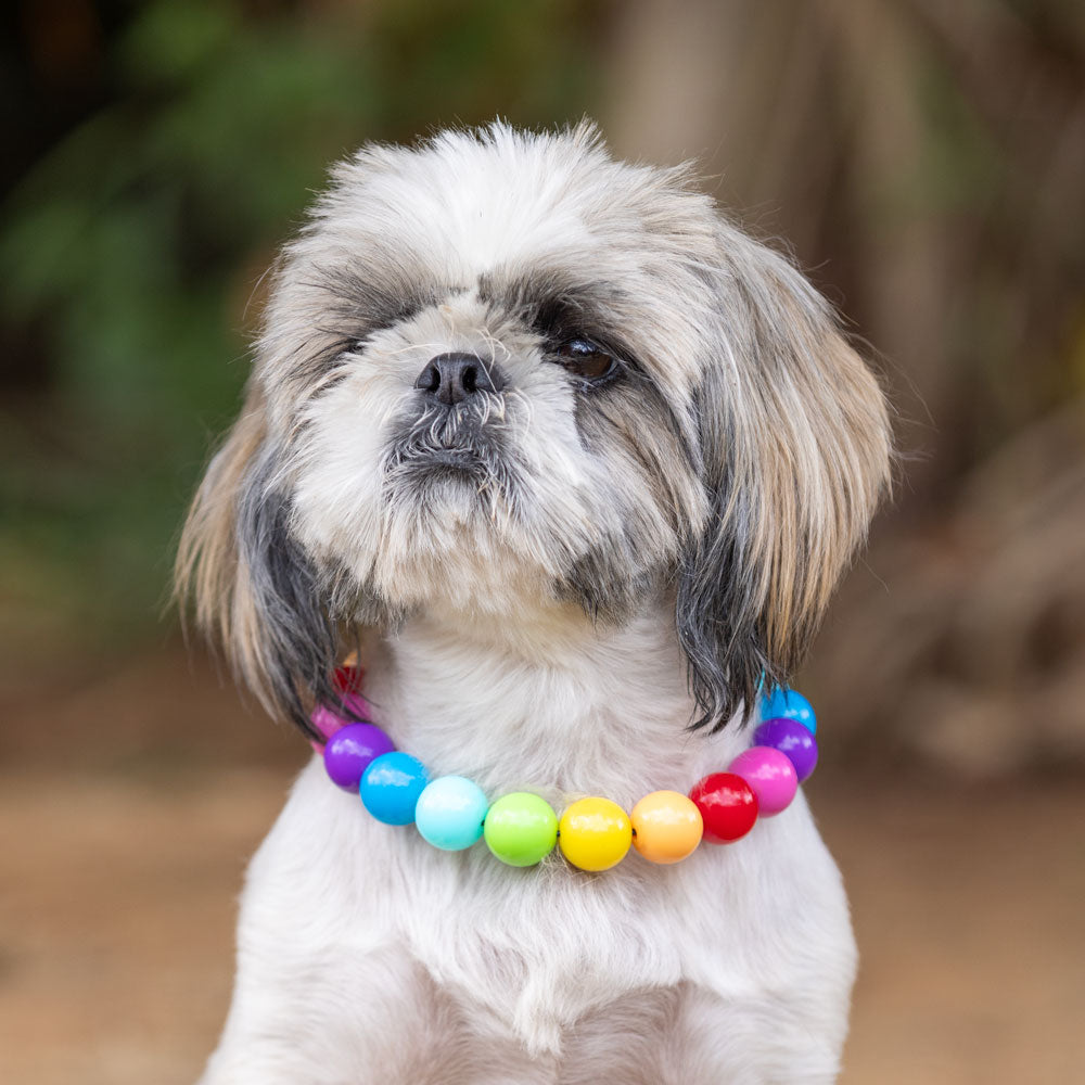 בסטיז בידז Rainbow