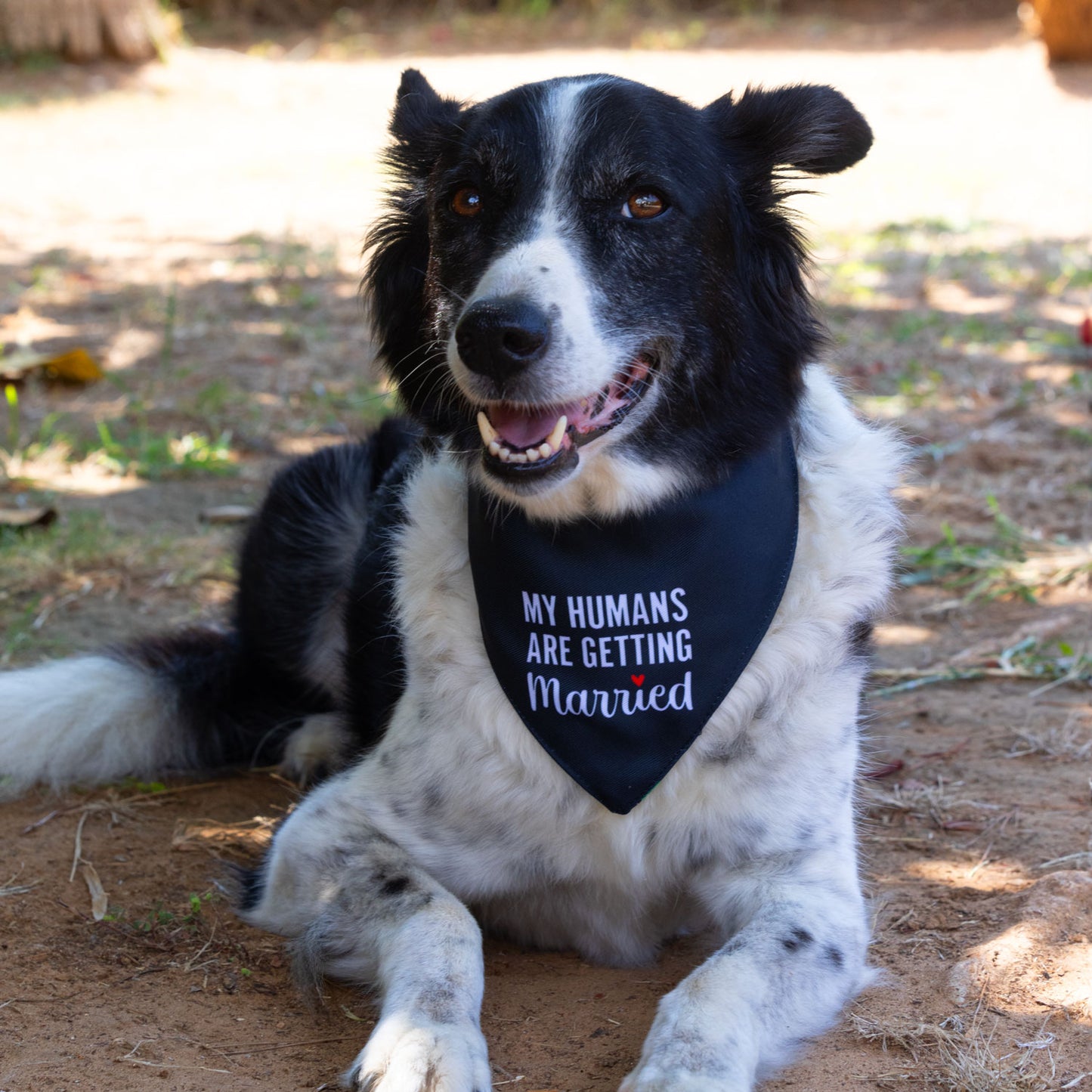 בנדנה My humans are getting married
