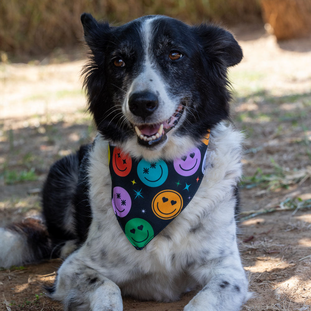 בנדנה My humans are getting married
