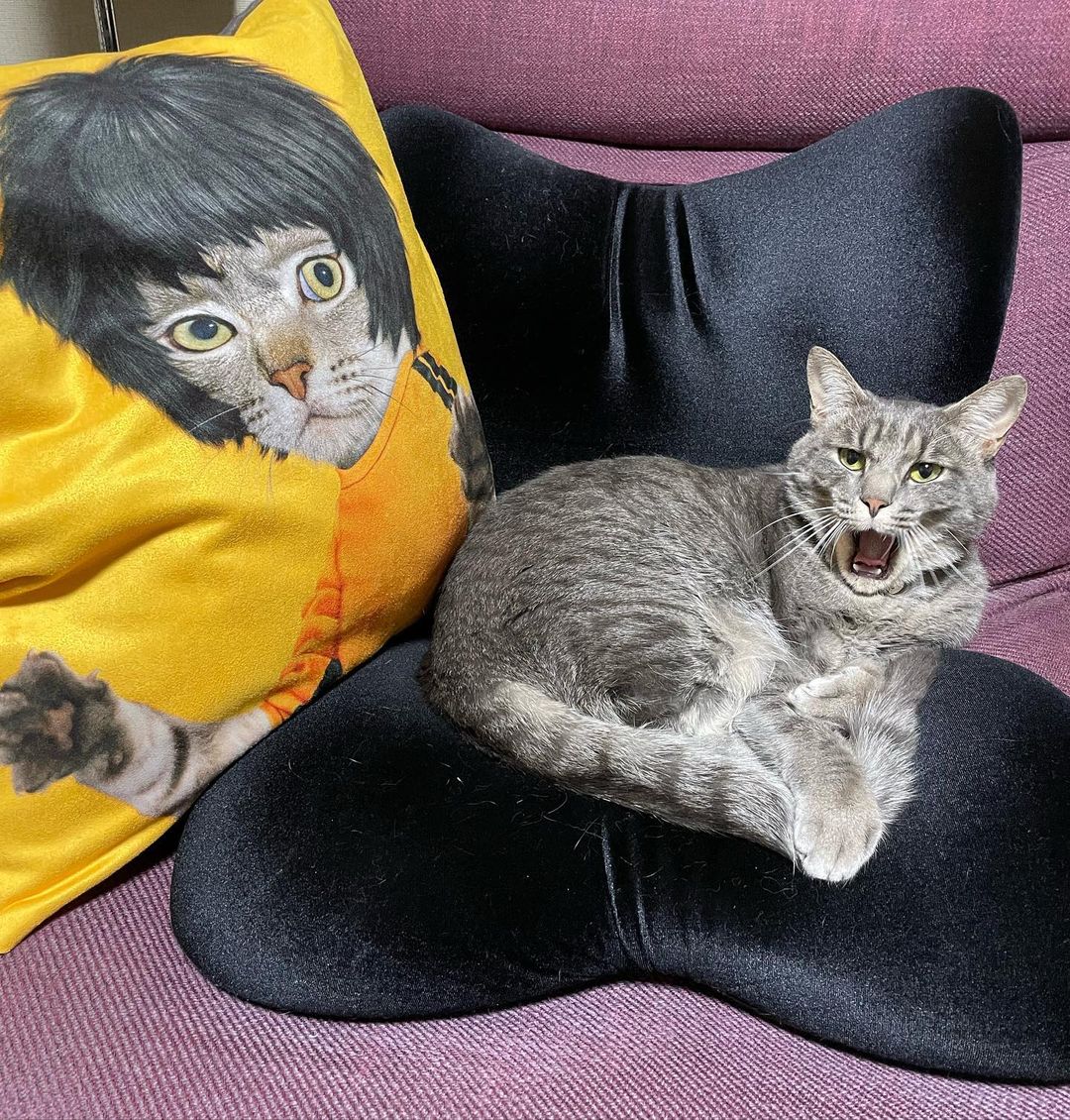 כרית Kung Fu - Pets Rock