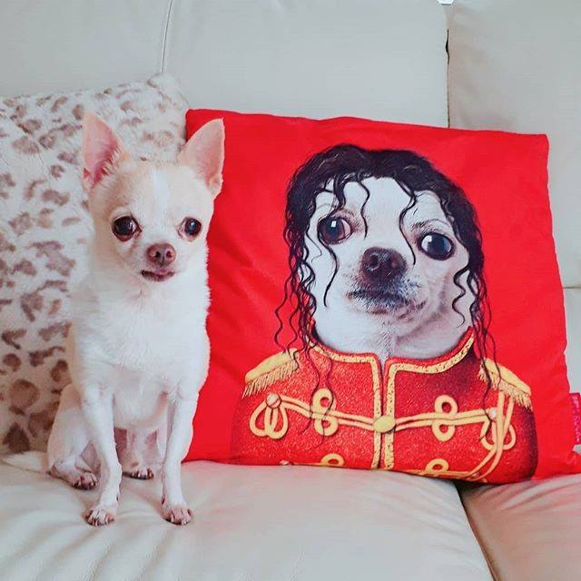 כרית Pop - Pets Rock