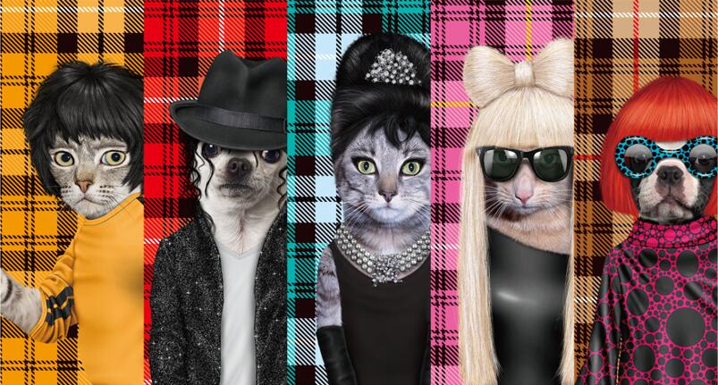 כרית Spots - Pets Rock