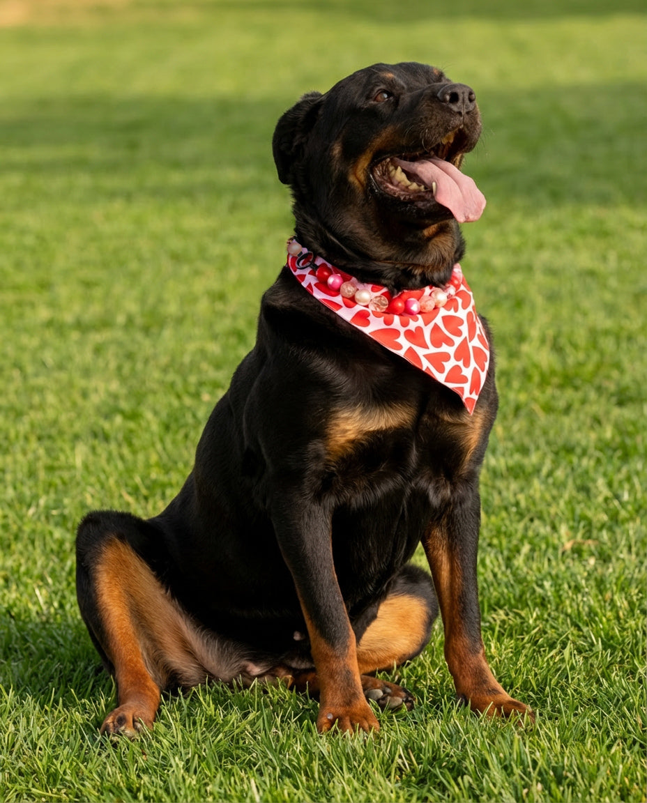 הסיפור של זויה