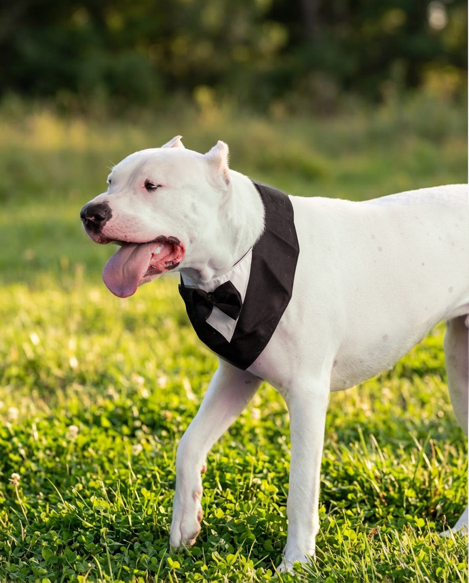 הסיפור של פאבלו