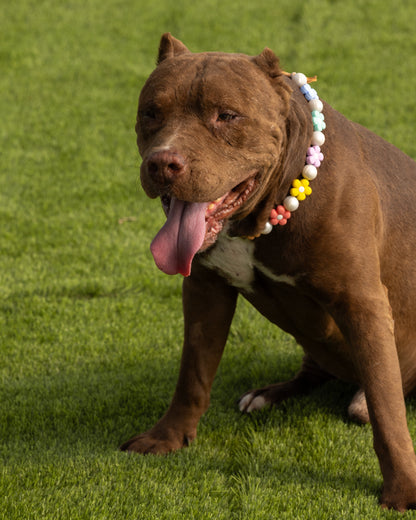 הסיפור של רמי