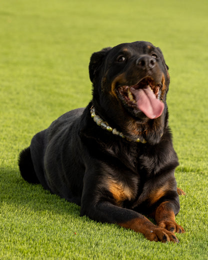 הסיפור של זויה