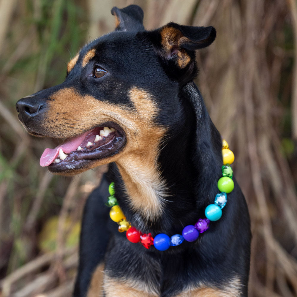 בסטיז בידז Star Lights