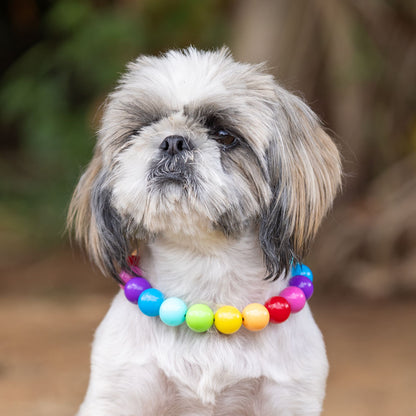 בסטיז בידז Rainbow