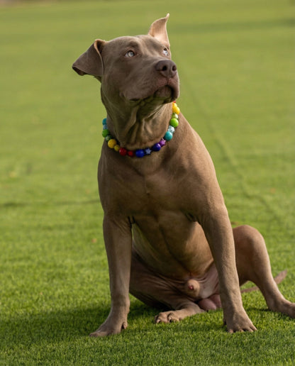 הסיפור של פבל