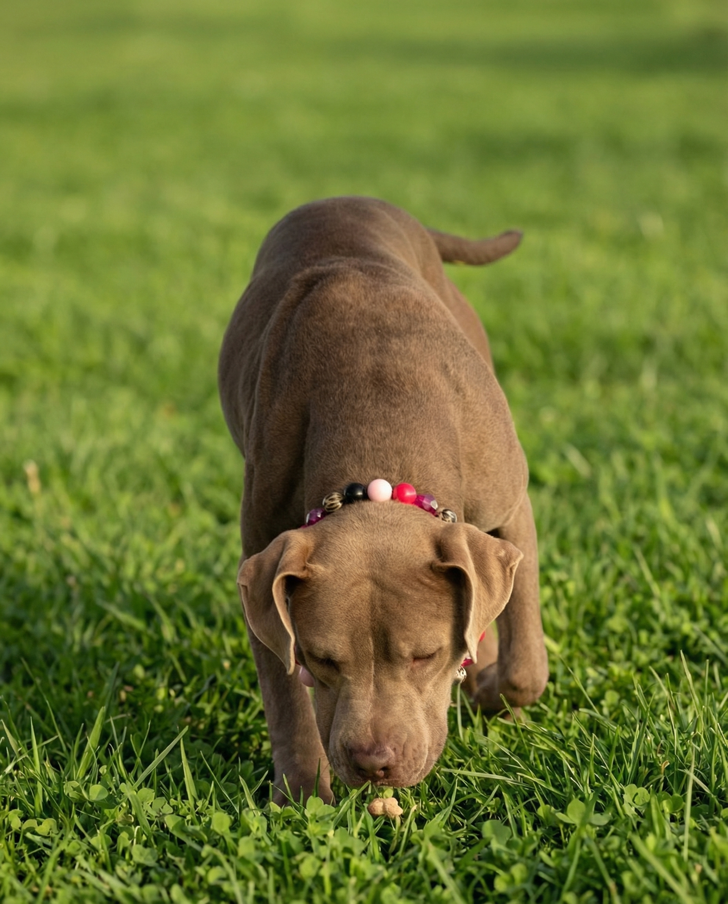 הסיפור של ליז