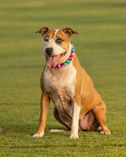 הסיפור של לונה