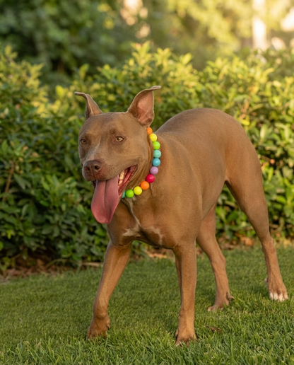 הסיפור של צ'סקה