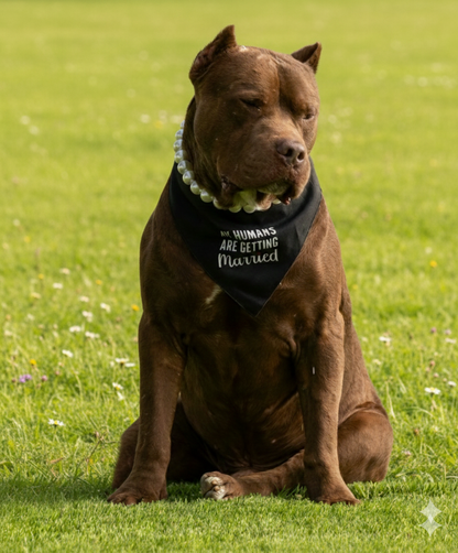 הסיפור של רמי