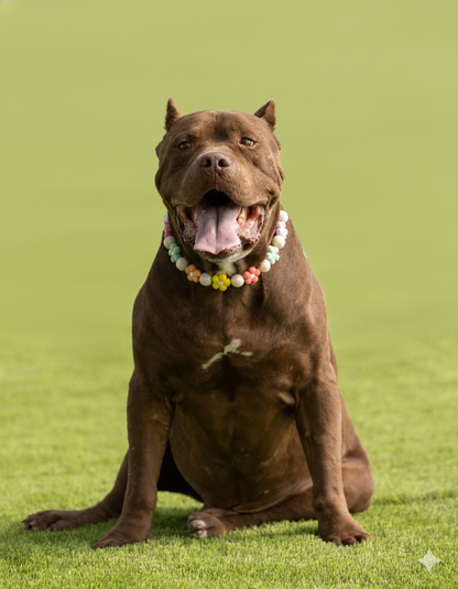 הסיפור של רמי