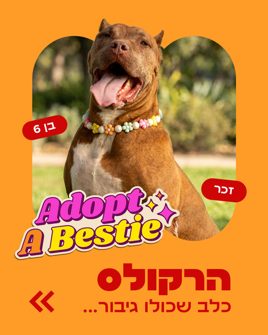 הסיפור של הרקולס
