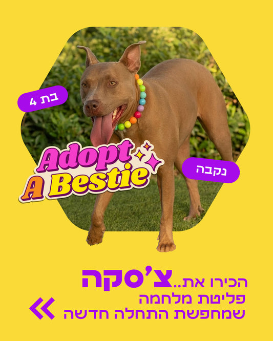 הסיפור של צ'סקה