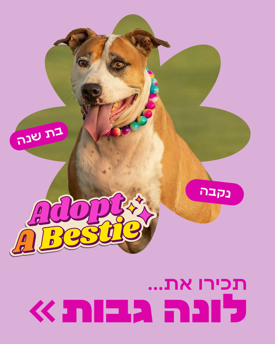 הסיפור של לונה