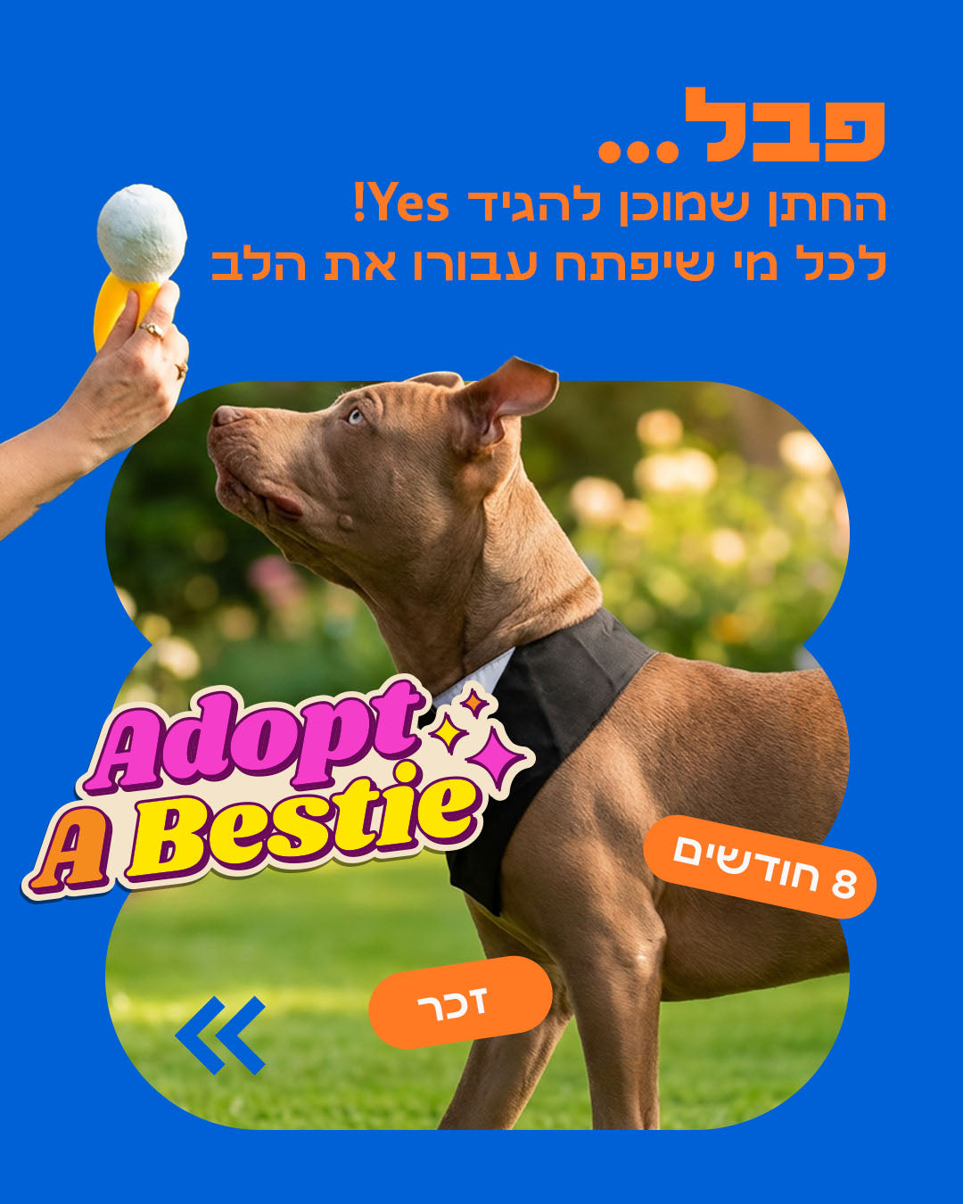 הסיפור של פבל