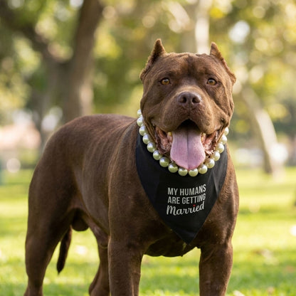 בנדנה My humans are getting married