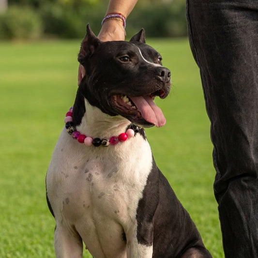 בסטיז בידז Pink Zebra