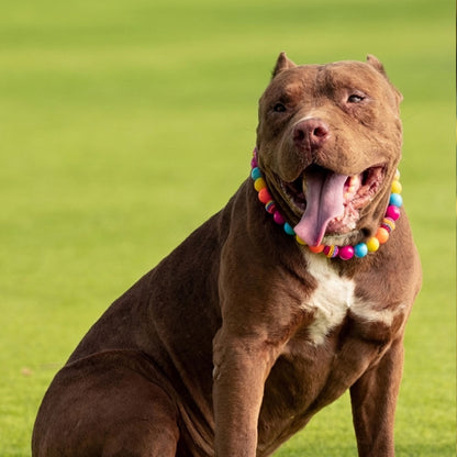 בסטיז בידז Copa Cabana