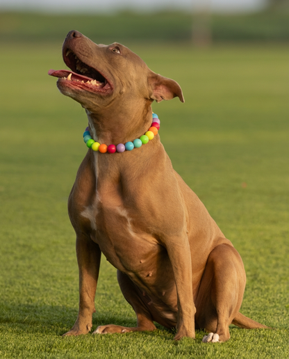 הסיפור של צ'סקה