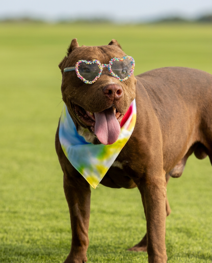 הסיפור של אוסקר