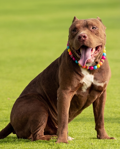 הסיפור של אוסקר