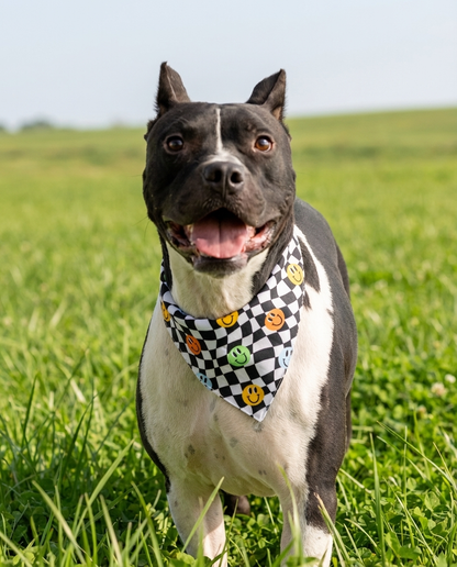 הסיפור של קארט