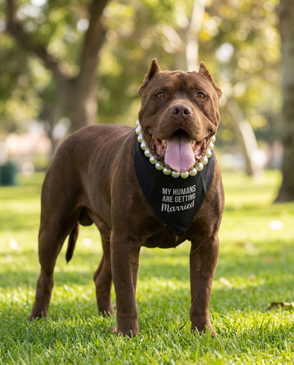 הסיפור של רמי